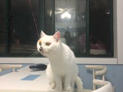 -喵的天空名猫咖啡馆·撸猫·猫舍·用品