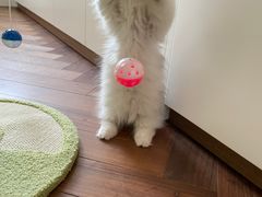 -momokira米努特·德文卷毛猫·棉花面纱犬