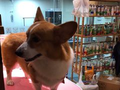 -转角宠物(转塘方家苑店)