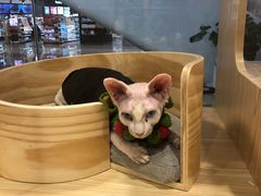 -屋虎猫馆(宝安大仟里店)
