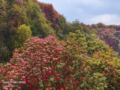 -贵州百里杜鹃风景名胜区