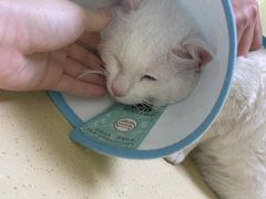 -乖乖宠物医院·猫科·急重症中心(车站北路分院)
