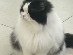 -安格丽娜·狗咖·猫咖羊驼咖(春熙路百盛商场店)