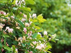 -北京西山国家森林公园