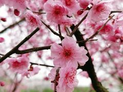 -白塘生态植物园