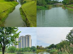 -王借岗森林公园