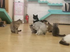 -萌喵咖啡屋(人民东路4号口M16商铺店)