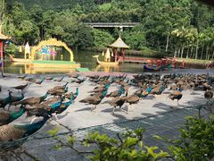 -西双版纳原始森林公园