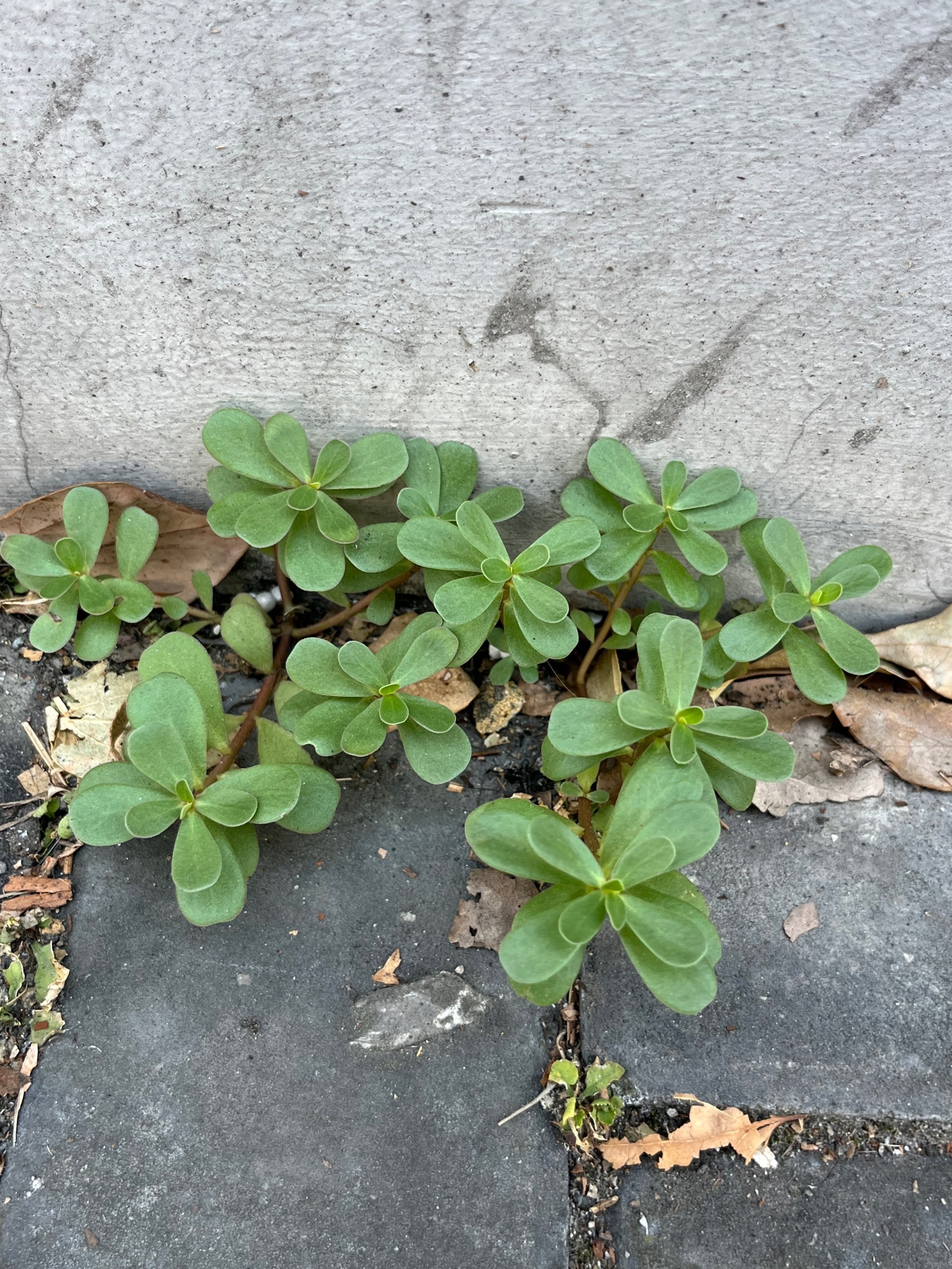 墙角也能长出希望!这个植物有人认识吗