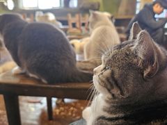 -猫猫幼稚园·撸猫·桌游·电玩