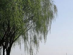 -丁香湖公园