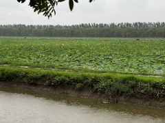 -西青郊野公园