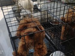 -小伙伴宠物医院•急重症转诊中心·老年专科·犬猫全科(北大街总院)