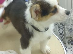 -可蒙动物医院·猫科·骨科中心(首义路店)