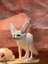 -Zoolung Zoolung动物主题公园(海信广场店)