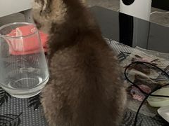 -爱诺耐芙动物医院(万博店)