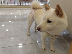 -柴犬小屋·柴餐厅·狗咖食堂(金鼎广场店)