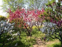 -南汇桃花村