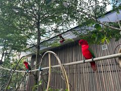 -新加坡飞禽公园