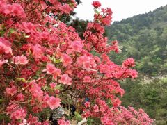 -木兰云雾山