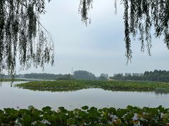 -白洋淀景区