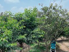 -塘栖枇杷特色园区