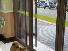 -瑞鹏宠物医院·夜间急症·心超·猫科(祖庙分店)