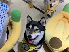 -逗柴咖啡屋·狗咖猫咖宠物桌游