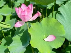 -莲花池公园