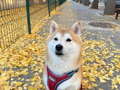 -三里屯东五街银杏大道
