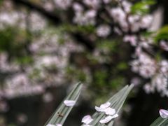 -武汉大学-樱园