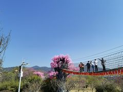 -天适樱花悠乐园