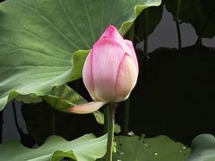 -荔湾湖公园