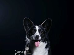 -超宠爱宠物摄影-Super pet
