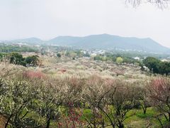 -香雪海