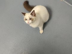 -宠颐生动物医院·猫科·心脏科(海口分院)