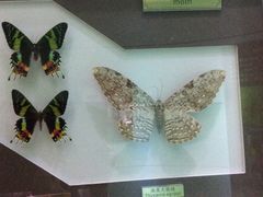 -上海昆虫博物馆