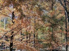 -白水寺森林公园
