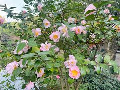 -两河城市森林公园