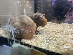 -花鸟鱼虫鲜花绿植市场(玉泉路店)