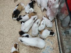 -上海昆虫博物馆