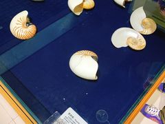 -青岛贝壳博物馆