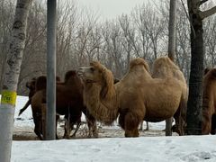 -北京野生动物园