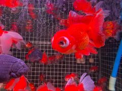 -双季花艺园艺市场(浦东店)