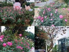 -人民公园(罗湖区)