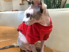 -藏猫猫咖啡主题馆(中央大道店)