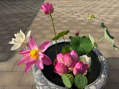 -白洋淀景区