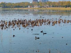 -天津东丽湖风景区