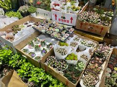 -循礼门鲜花花市(武汉循礼门店)