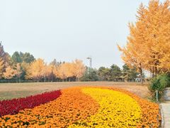 -朝阳公园